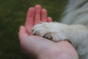 paw, hand, friendship, animal, love, together, team, handshake, fun, pet, happy, friends, dog, human-6916413.jpg